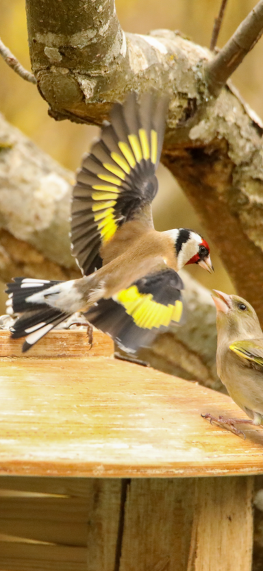 Oiseau vif en couleurs