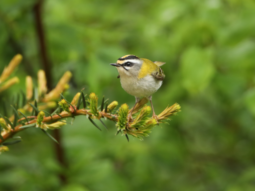 Le plus petit oiseau d'Europe 9-10 cm